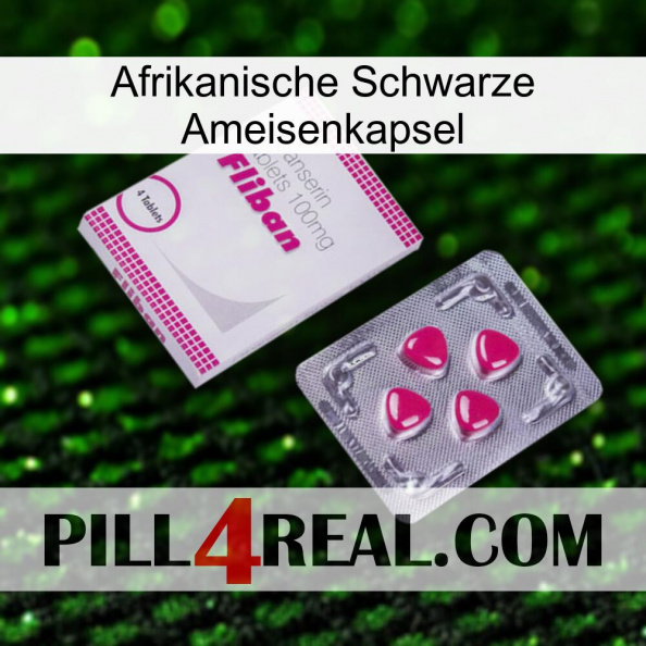Africa Black Ant Capsule 32
